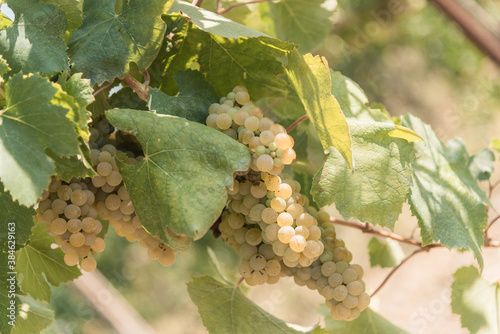 Tufo (Avellino), Italy, symbols, places and vineyards