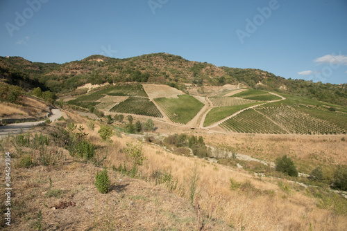 greco di tufo, italy, tufo, uva, vesuvio, vesuvius, blue, bunches, colline, country, eruption of avellino, eruzione di avellino, europe, food, fruit, grapes, grass, green, hill, landscape, leaves