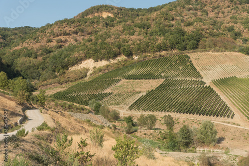 greco di tufo, italy, tufo, uva, vesuvio, vesuvius, blue, bunches, colline, country, eruption of avellino, eruzione di avellino, europe, food, fruit, grapes, grass, green, hill, landscape, leaves, lif