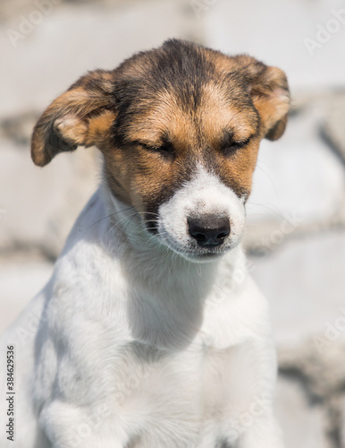 mongrel puppy closed his eyes on the background of a white brick wall