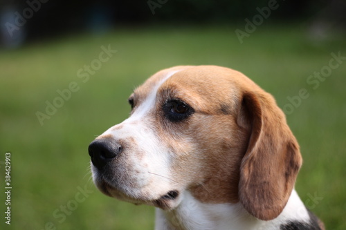 portret , profil psa rasy beagle three colours , duża głębia ostrości