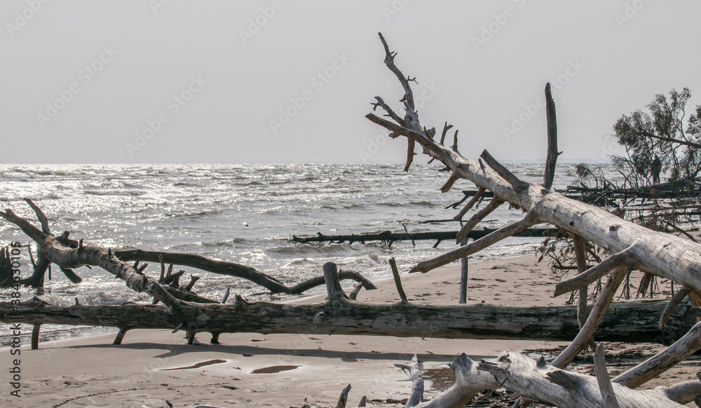 Wild desert beach with fallen trees. Cape Kolka Latvia.