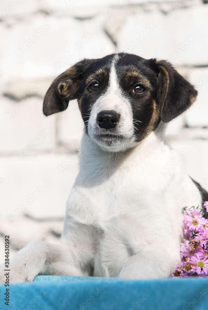 mongrel puppy looks at the background of a white brick wall mongrel puppy looks at the background of a white brick wall