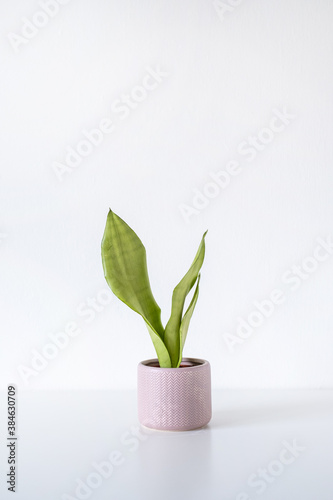 Sansevieria moonshine popular trendy snakeplant houseplant in a pink chevron pot on a white background photo