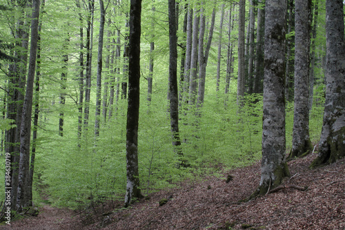 Hayedo en primavera en la Selva de Irati Norte de España