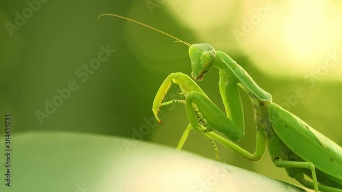 Green mantis sits on a leaf, wiggles its antennae and wiggles its thorny legs (Close-up)