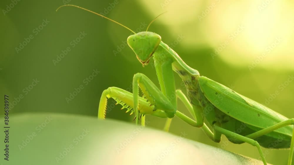 The mantis insect sits on a leaf. The insect moves its legs, twists its head and chews (Close-up) The mantis insect sits on a leaf. The insect moves its legs, twists its head and chews (Close-up)