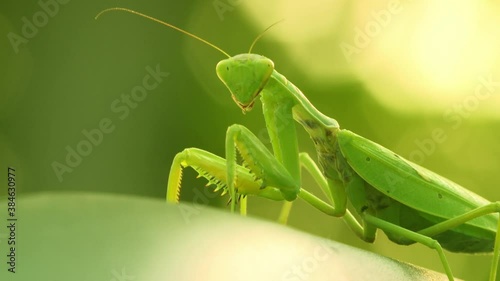 The mantis insect sits on a leaf. The insect moves its legs, twists its head and chews (Close-up)