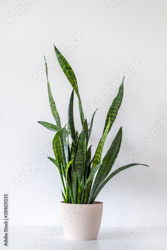 Beautiful large sansevieria snakeplant houseplant in plant pot on a white background, air purifying plant photo