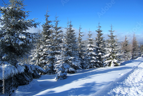 Mountain conifers in winter. Trees covered with snow. Winter scenery in the mountains