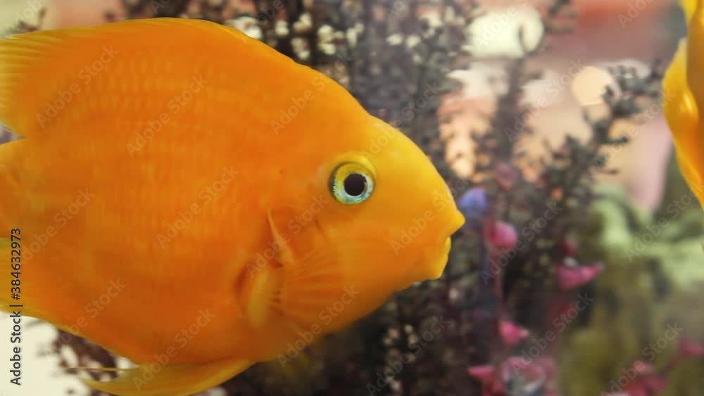 Close up exotic yellow blood parrot cichlid in a big aquarium, interior decoration with fish tank in the hallway of shopping mall Close up exotic yellow blood parrot cichlid in a big aquarium, interior decoration with fish tank in the hallway of shopping mall