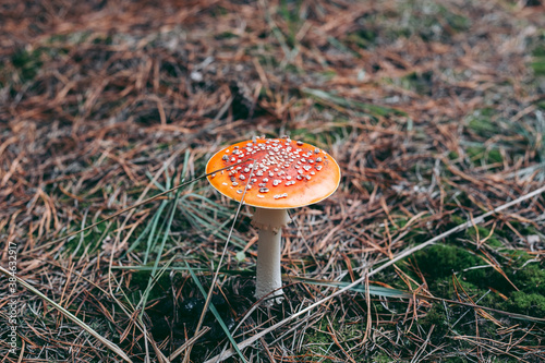 Amanita poisonous mushroom in the autumn forest