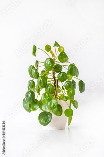 Pilea peperomioides single beautiful houseplant in a pot, moneyplant, interior home decor photo