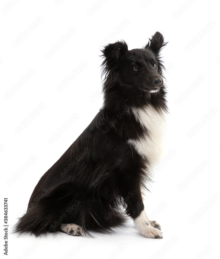 Obraz premium Black and white Shetland Sheepdog seated