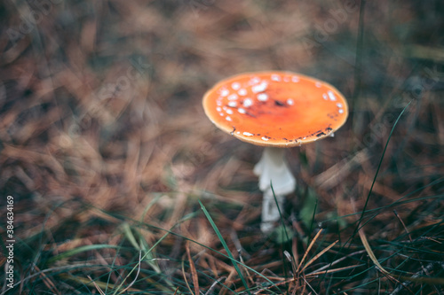 Amanita poisonous mushroom in the autumn forest