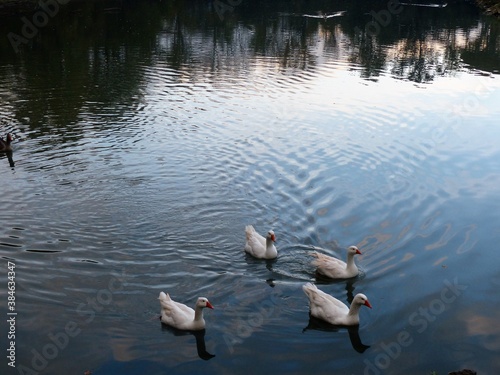 duck, goose in the pond alone with neutral background without people Chico Mendes Park near Florence photo