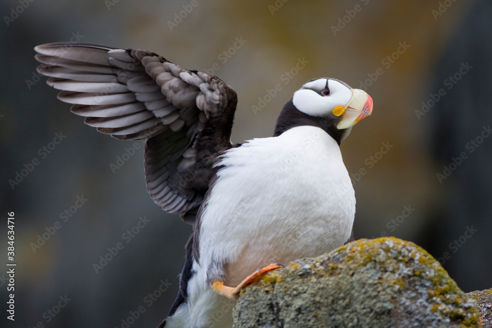Horned Puffin, Katmai National Park, Alaska Horned Puffin, Katmai National Park, Alaska