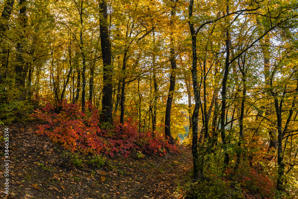 

Autumn forest colors