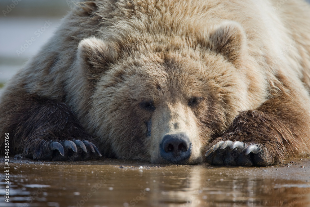 Fototapeta premium Grizzly Bear, Hallo Bay, Katmai National Park, Alaska