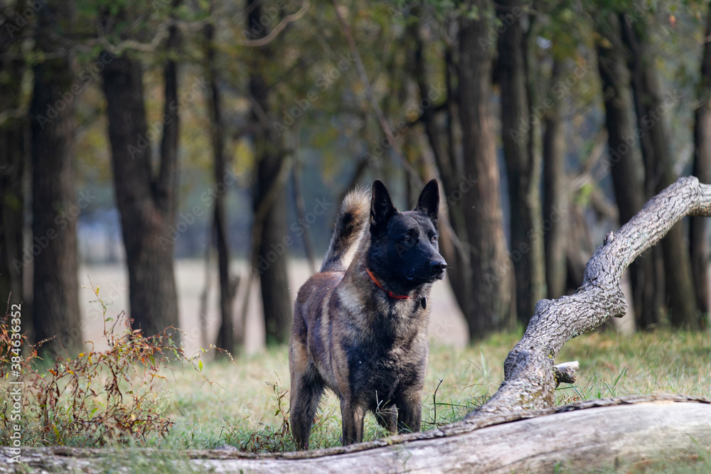 Dutch Shepherd Dog in a field, alert watchdog