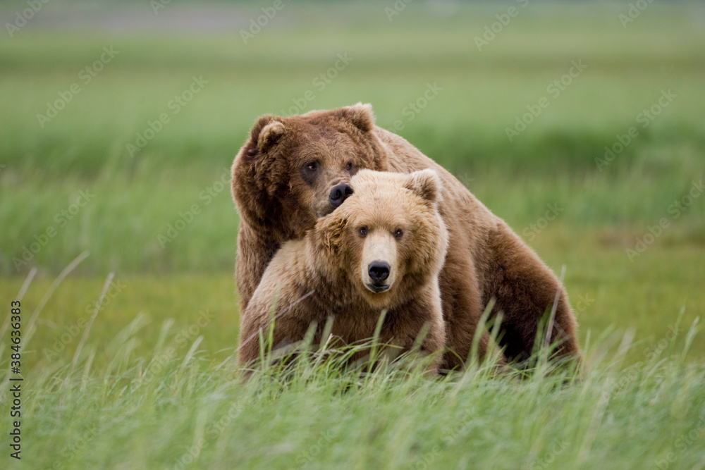Mating Grizzly Bears, Hallo Bay, Katmai National Park, Alaska Mating Grizzly Bears, Hallo Bay, Katmai National Park, Alaska