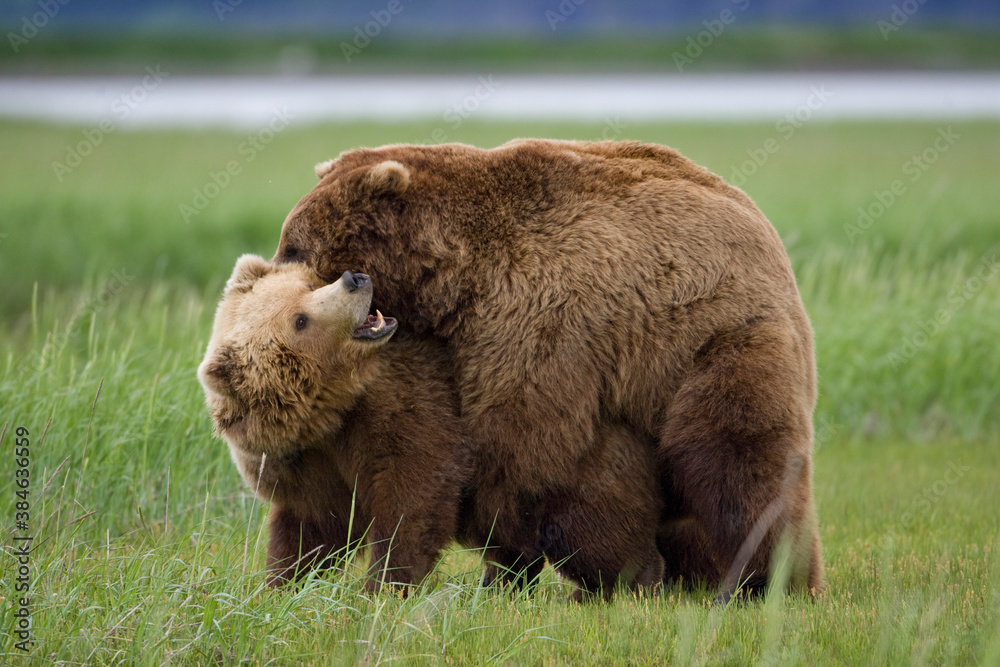 Naklejka premium Grizzly Bears Mating, Hallo Bay, Katmai National Park, Alaska