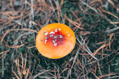 Amanita poisonous mushroom in the autumn forest