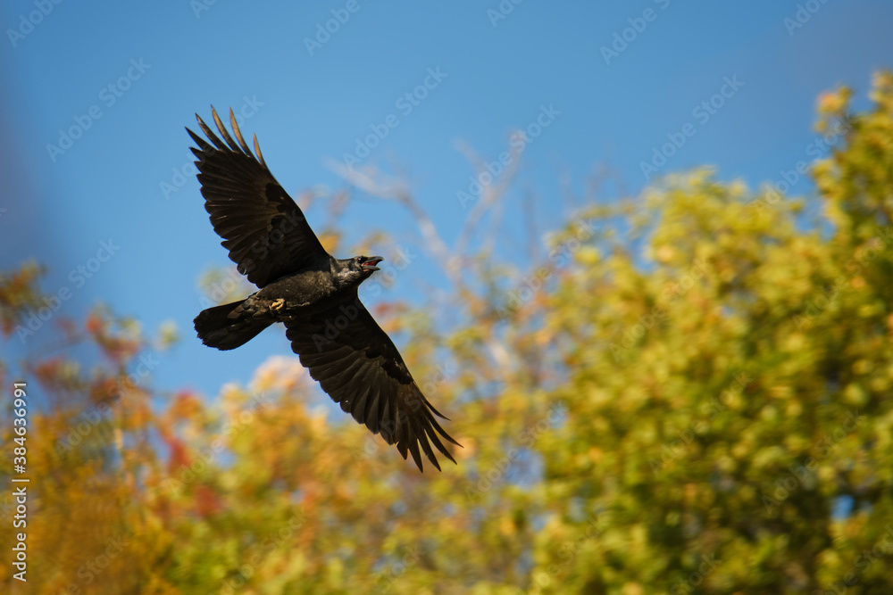Obraz premium Common Raven - Corvus corax also known as the western raven or northern raven, is a large all-black passerine bird, very intelligent, flying in the sky