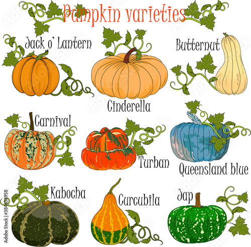 Pumpkin varieties performed in a colorful hand drawn format for illustrations at agricultural fairs in preparation for Halloween.