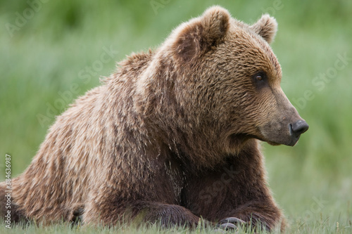 Wallpaper Mural Grizzly Bear, Kukak Bay, Katmai National Park, Alaska Torontodigital.ca