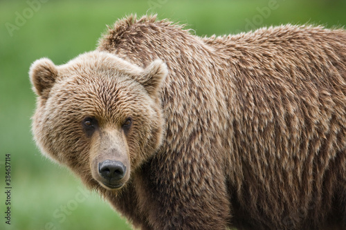 Grizzly Bear, Kukak Bay, Katmai National Park, Alaska © Paul