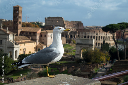 Seagull with Colosseum in the background