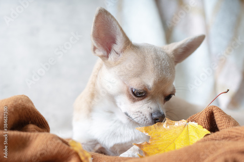 Dog lying on a plaid with maple fallen leaves. Puppy chihuahua warms under a blanket in cold autumn weather