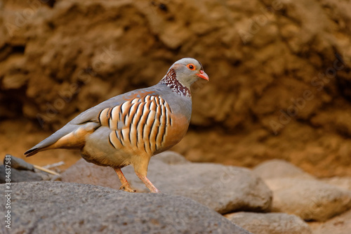 Schilderij op canvas Barbary Partridge - Alectoris barbara is gamebird in the pheasant family (Phasianidae) of the order Galliformes