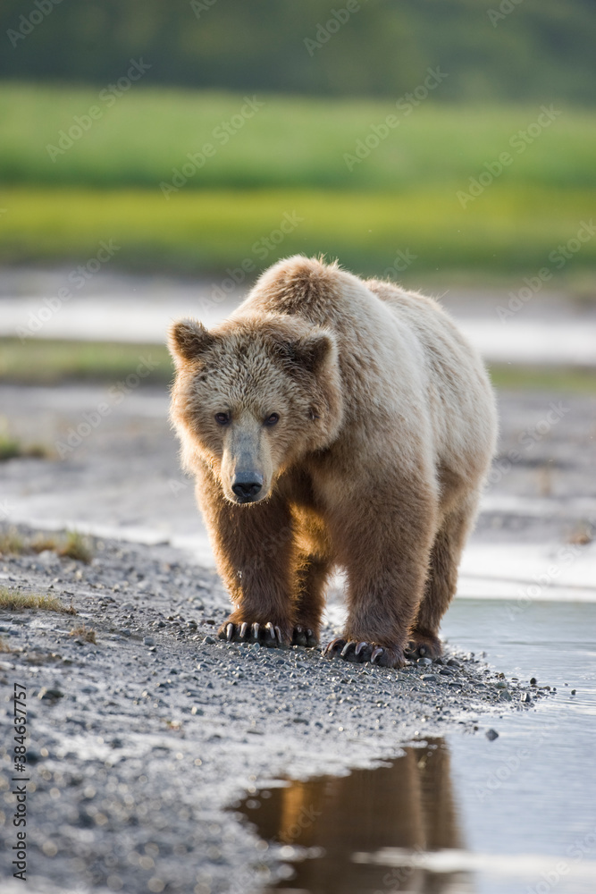 Obraz premium Grizzly Bear, Hallo Bay, Katmai National Park, Alaska