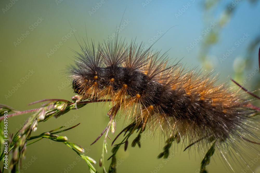 A Salt Marsh Moth (Estigmene acrea) crawls upon a sprig of dogfennel. Raleigh, North Carolina. A Salt Marsh Moth (Estigmene acrea) crawls upon a sprig of dogfennel. Raleigh, North Carolina.