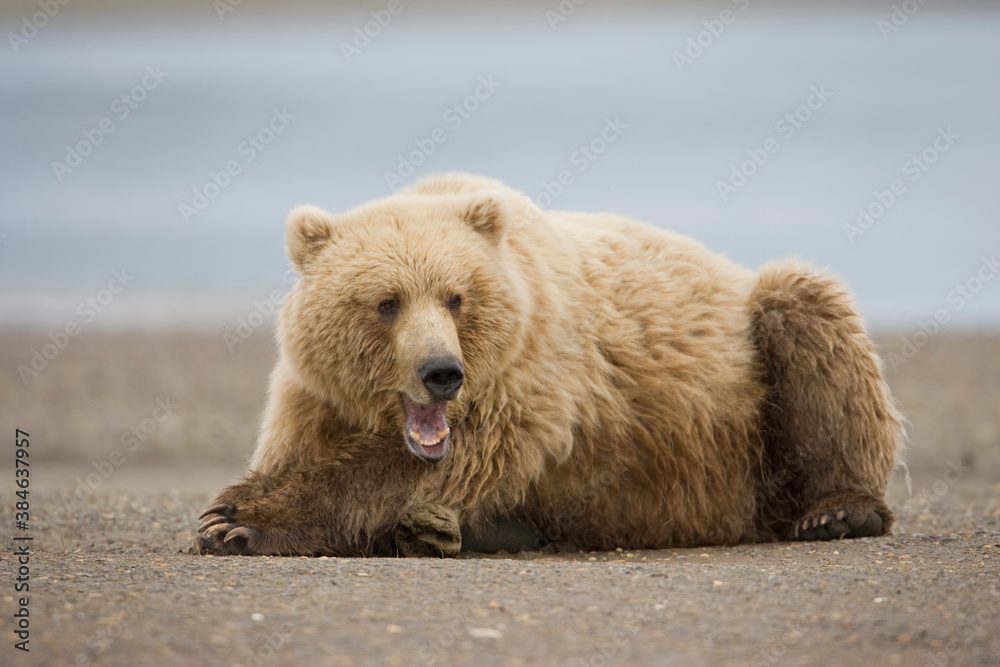 Fototapeta premium Grizzly Bear, Hallo Bay, Katmai National Park, Alaska