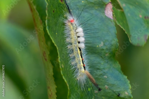 This beautiful White-marked Tussock Moth (Orgyia Leucostigma) looks soft and fuzzy, but it can excrted ventom through its spines and cause significant pain. Raleigh, North Carolina. photo