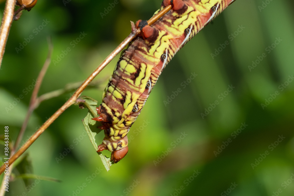 A close up of a Banded Sphinx (Eumorpha fasciatus) caterpillar. Raleigh, North Carolina.