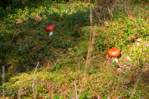 Russula emetica, commonly known as the sickener, emetic russula, or vomiting russula on moss in wild forest photo