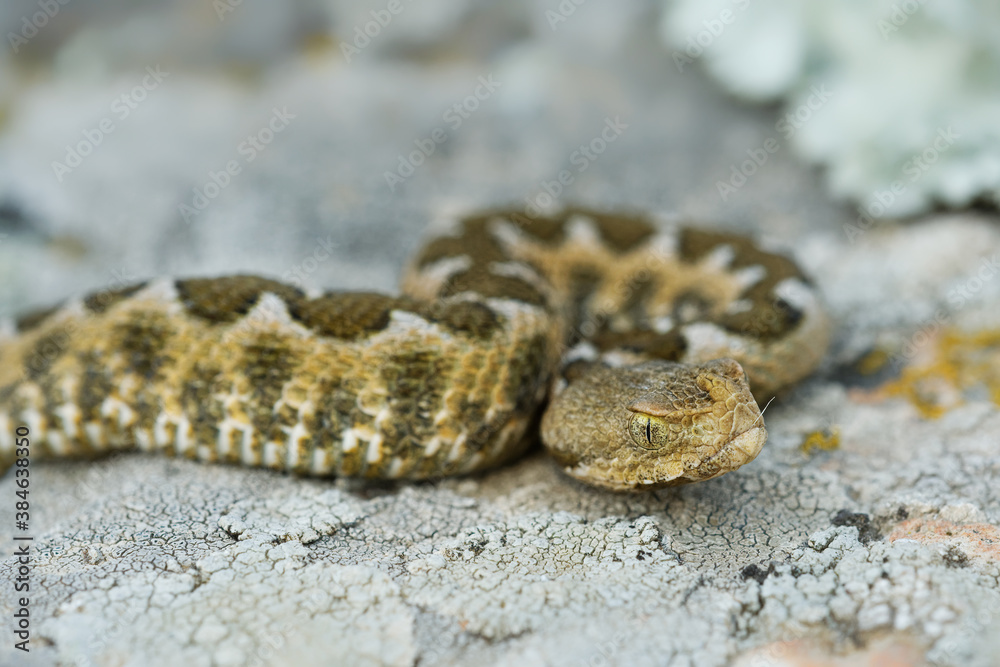 Nose-horned Viper - Vipera ammodytes also horned or long-nosed viper, nose-horned viper or sand viper, species found in southern Europe, Balkans and Middle East Nose-horned Viper - Vipera ammodytes also horned or long-nosed viper, nose-horned viper or sand viper, species found in southern Europe, Balkans and Middle East