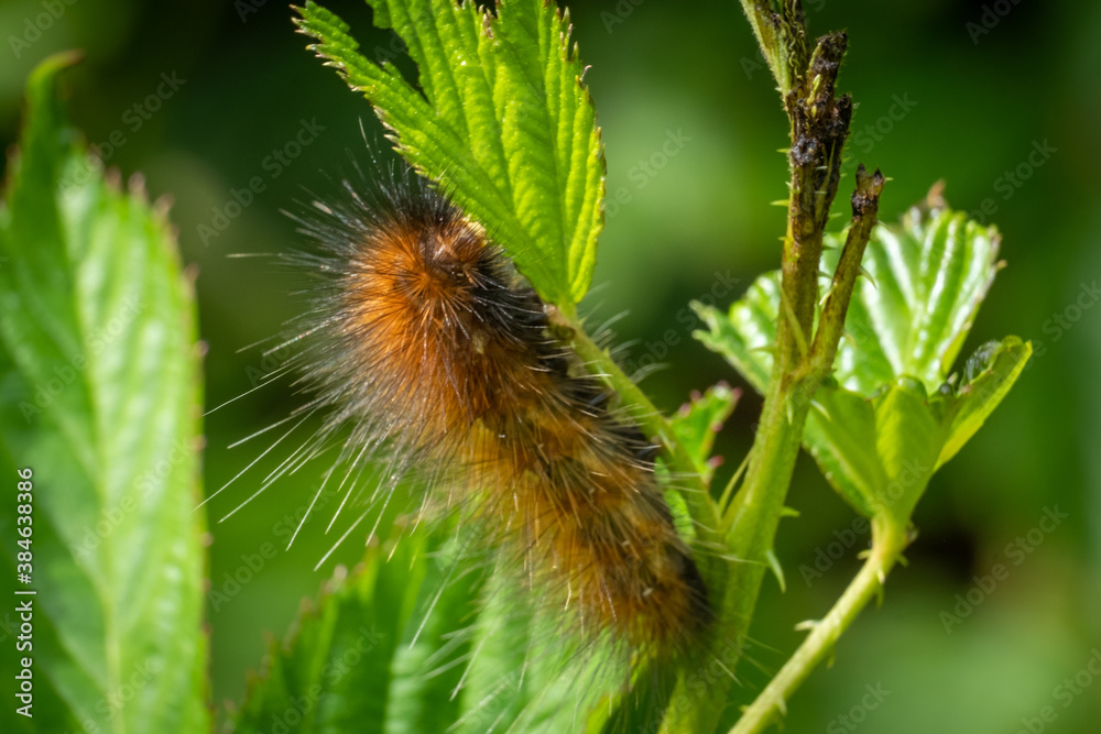 An orange and black version of a Virginian Tiger Moth (Spilosoma virginica). Raleigh, North Carolina. An orange and black version of a Virginian Tiger Moth (Spilosoma virginica). Raleigh, North Carolina.