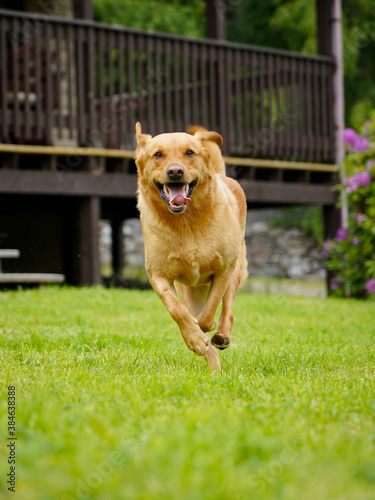 Labrador (lab) retriever running in a garden