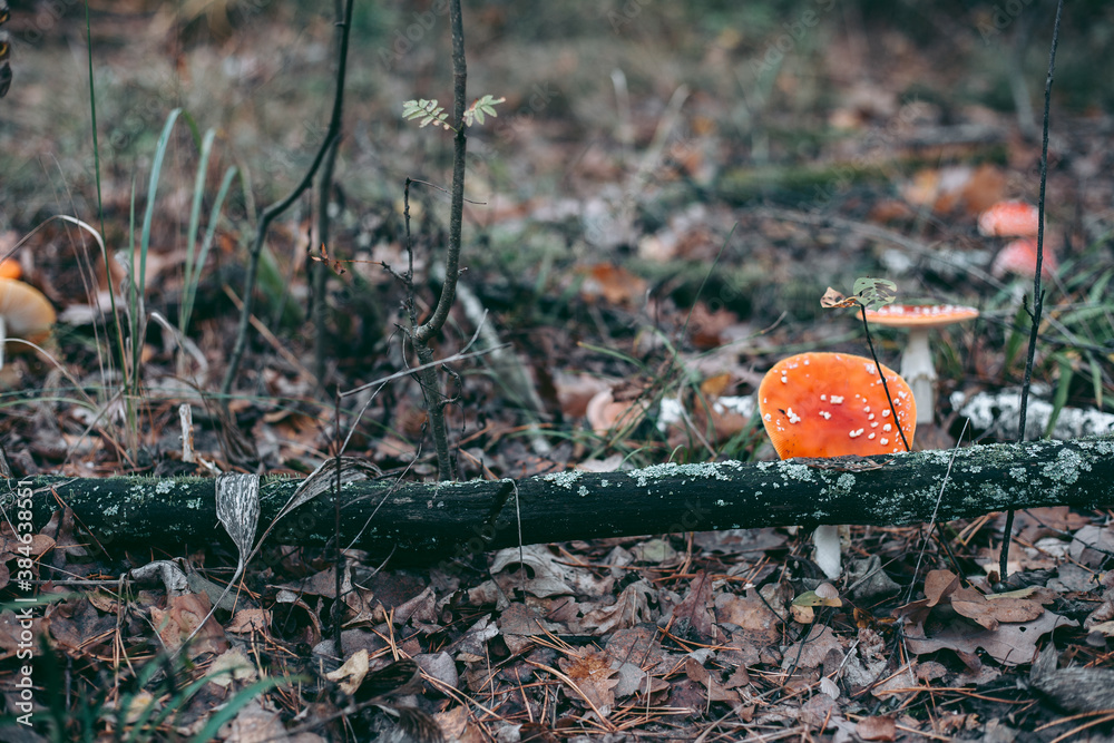 Amanita poisonous mushroom in the autumn forest