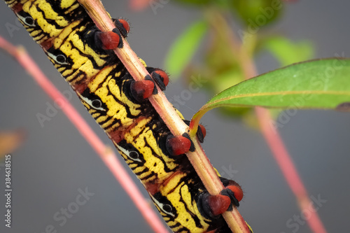 A focus on the red  prolegs of a Banded Sphinx (Eumorpha fasciatus) caterpillar. Raleigh, North Carolina. photo