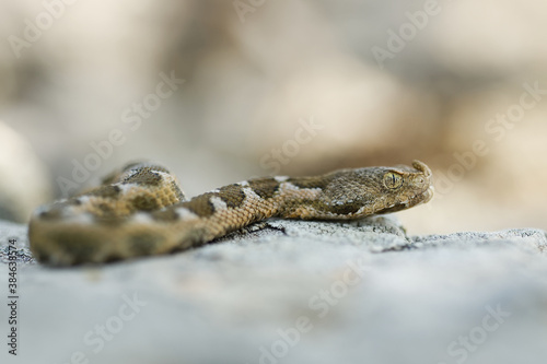Nose-horned Viper - Vipera ammodytes also horned or long-nosed viper, nose-horned viper or sand viper, species found in southern Europe, Balkans and Middle East