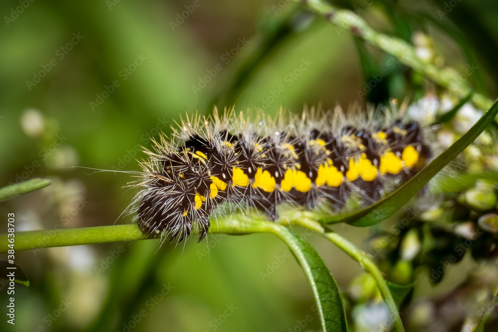 Close up of a Smeared Dagger Moth (Acronicta oblinita) caterpillar crawls across a stem. Raleigh, North Carolina.