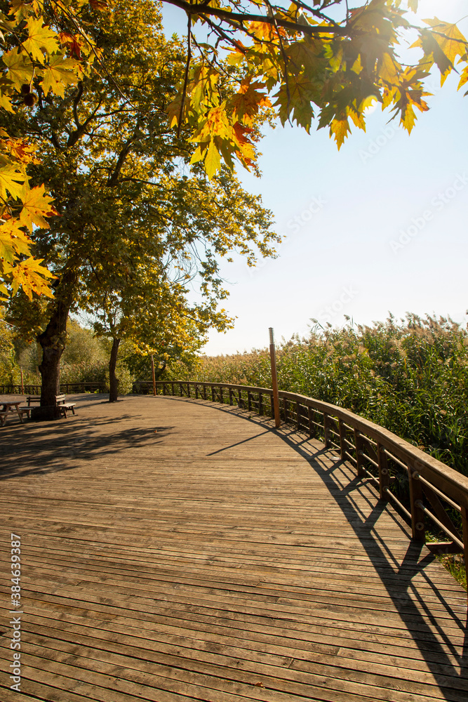 Romantic wooden walkway in trees by the lake Romantic wooden walkway in trees by the lake