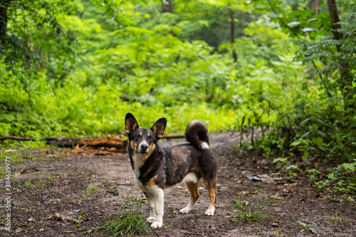 cute non breed dog walk in the summer forest