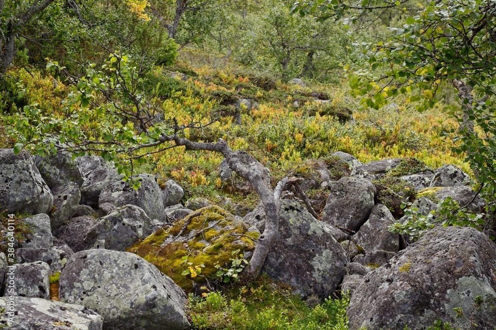 Lofsdalen, Sweden. A twisted tree among mountain stones. Lofsdalen, Sweden. A twisted tree among mountain stones.